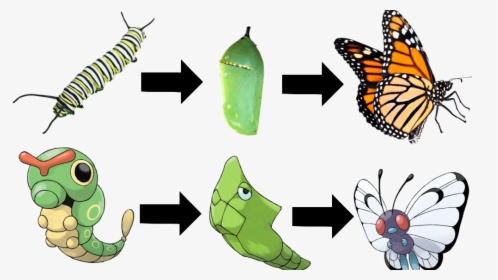 Evolution Of Butterfly Animation, HD Png Download, Free Download