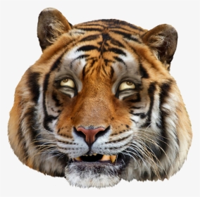 Marwell Wildlife, HD Png Download, Free Download