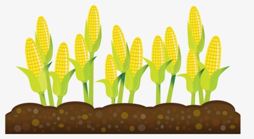 Free Corn Plant Cliparts Transparent Background - Transparent Background Crops Clipart, HD Png Download, Free Download