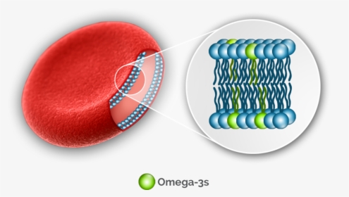 Omega 3 And The Cell, HD Png Download, Free Download