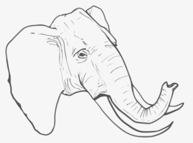 Line Drawing Png - Elephant Head Artwork Png, Transparent Png, Free Download