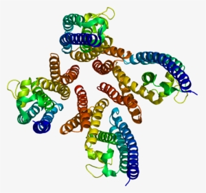 Protein Tsn Pdb 1j1j - Translin Associated Protein Factor X, HD Png Download, Free Download