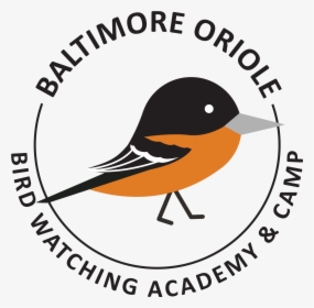 Transparent Baltimore Orioles Logo Png - Old World Flycatcher, Png Download, Free Download