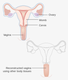 Reconstructed Vagina, HD Png Download, Free Download