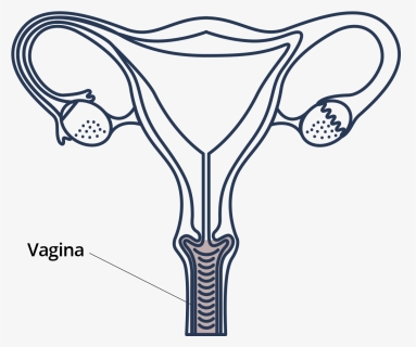 Located Right Below Your Urethral Opening, The Vagina - Drawing, HD Png Download, Free Download