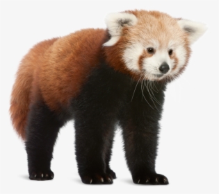Transparent Red Panda Png - Download Photo Of Red Panda, Png Download, Free Download