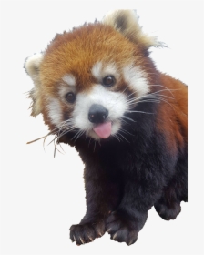 Red Panda Raccoon , Png Download - Red Panda Tongue Out, Transparent Png, Free Download