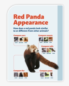 Zoo-02 - Red Panda, HD Png Download, Free Download