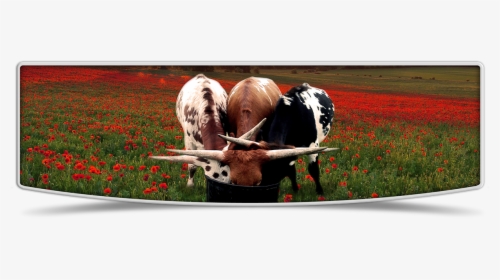 Cattle, HD Png Download, Free Download