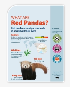 Zoo-01 - Red Panda, HD Png Download, Free Download