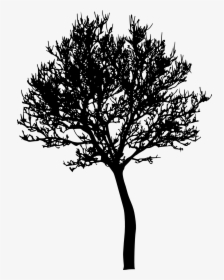 Tree Photography Silhouette - Portable Network Graphics, HD Png Download, Free Download
