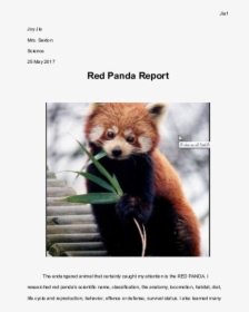 Red Panda Dog, HD Png Download, Free Download