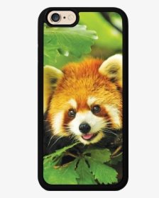 Red Panda Cute Case - Best Animal Wallpaper For Mobile, HD Png Download, Free Download