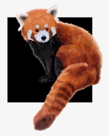A Red Panda That I Painted Thinking About Maybe Calling - Red Panda, HD Png Download, Free Download
