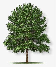 National Tree Of Canada, HD Png Download, Free Download