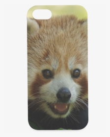 Red Panda Hard Case For Iphone Se - Mobile Phone, HD Png Download, Free Download