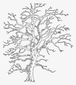 Tree 995 Elevation - Pond Pine, HD Png Download, Free Download