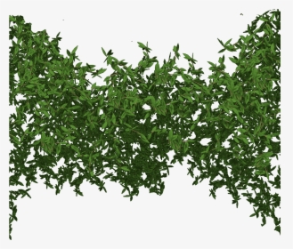 Tree Canopy Transparent , Png Download - Tree Canopy Transparent, Png Download, Free Download