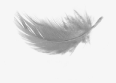 White Feather Cliparts - Transparent Background White Feather Clip Art, HD Png Download, Free Download