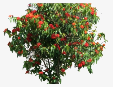 Ixora Coccinea Tree Png, Transparent Png, Free Download