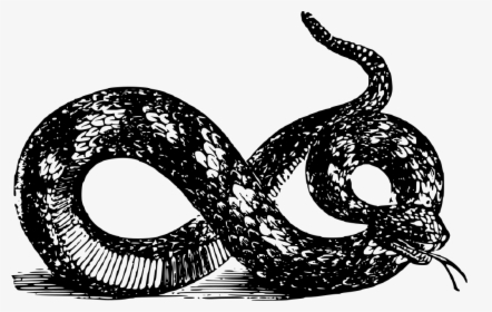 Transparent Snake Clip Art - Black And White Snake Png Hd, Png Download, Free Download
