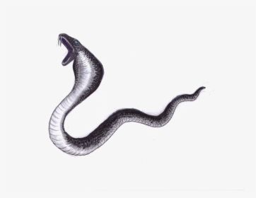 Black Mamba Png File - Black Mamba With White Background, Transparent Png, Free Download