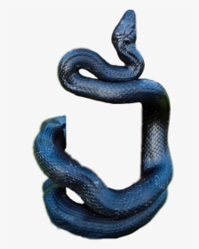 #snake #black #blackmamaba #mamba #hanging #climbing, HD Png Download, Free Download