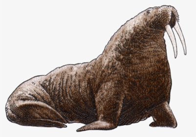 Walrus Png Image File - Walrus Png, Transparent Png, Free Download