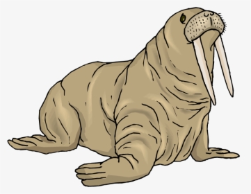 Walrus Png Background Image - Walrus Clipart Free, Transparent Png, Free Download