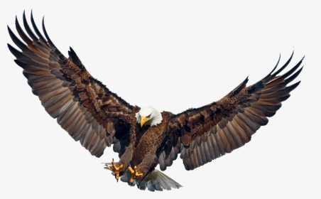 Eagle Wings Png Images Free Transparent Eagle Wings Download Kindpng