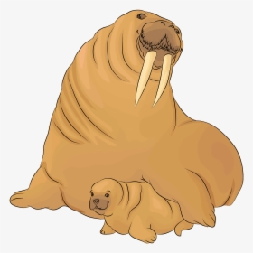 Walrus, HD Png Download, Free Download
