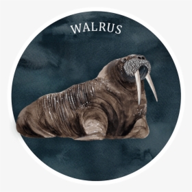 Info-walrus - Walrus, HD Png Download, Free Download