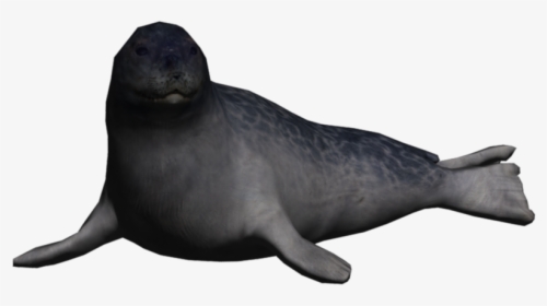 Walrus - Seal Animals Png, Transparent Png, Free Download
