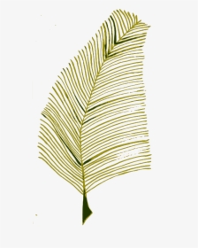 Png Plant Illustration, Transparent Png, Free Download