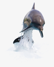 Dolphin Desktop Wallpaper Clip Art - Transparent Background Dolphin Png, Png Download, Free Download