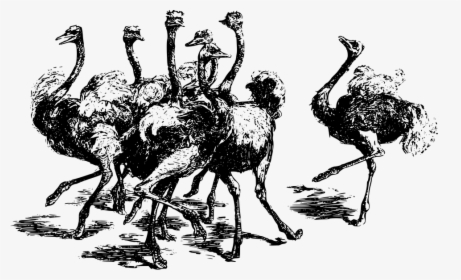 Africa, Animal, Bird, Feathered, Flightless, Ostrich - Avestruces Dibujo, HD Png Download, Free Download