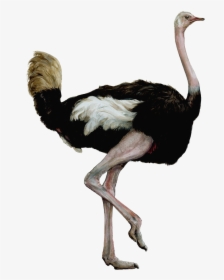 Ostrich PNG Images, Free Transparent Ostrich Download - KindPNG