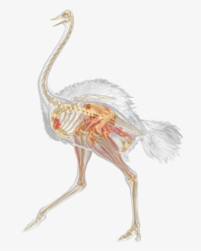 Vestigial Structures In Ostriches , Transparent Cartoons - Vestigial Structures In Ostriches, HD Png Download, Free Download