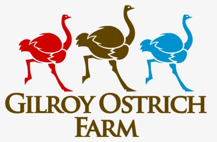 Gilroy Ostrich Farm - Ostrich Big Farming, HD Png Download, Free Download