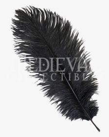 Black Ostrich Feather Png, Transparent Png, Free Download