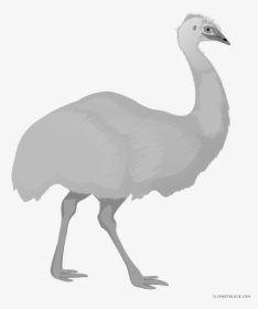 Collection Of Free Emew Clipart Download On - Emu Cartoon Png, Transparent Png, Free Download