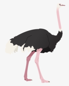 Ostrich, HD Png Download, Free Download