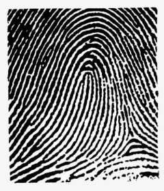 Fingerprint Transparent Left Thumb - Loop Fingerprint, HD Png Download, Free Download