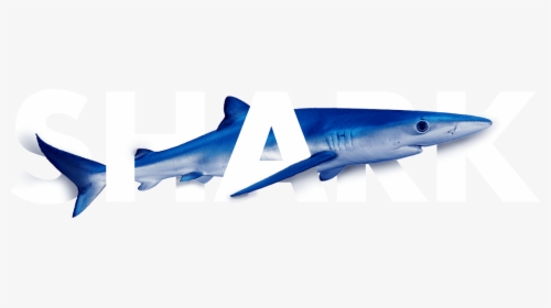 The Global Shark Movement Project - Airliner, HD Png Download, Free Download