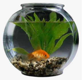 Fishbowl-image - Pet Fish In Aquarium, HD Png Download, Free Download
