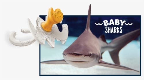Baby Shark Summer Adventure Aquarium, HD Png Download, Free Download