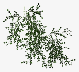 Wall Vines Png - Vine Texture Transparent Background, Png Download, Free Download
