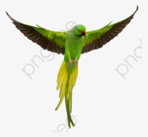 Flying Green Parrot Flying Bird Clipart Parrot - Parrot Png, Transparent Png, Free Download