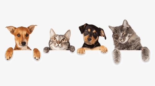 Cats And Dogs - Dogs And Cats Hanging, HD Png Download, Free Download