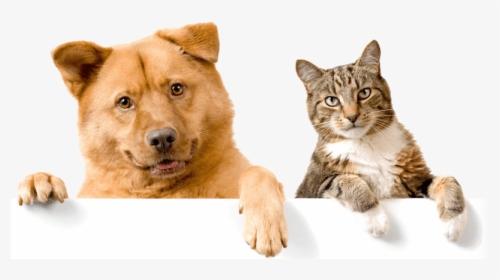 Healthy-pets - Domestic Cats And Dogs, HD Png Download, Free Download
